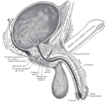 The Male Genitalia: Fact or Fiction?